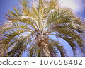 Palm trees shining in the blue sky 107658482
