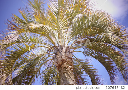 Palm trees shining in the blue sky 107658482