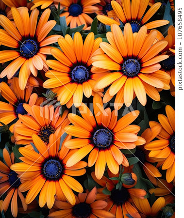 some orange flowers with green leaves in the middle and dark blue centers on the center, surrounded by smaller ones 107658495