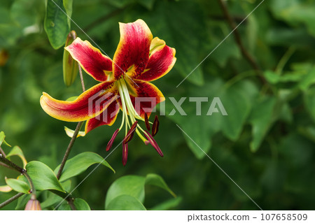 red lily flower on a green natural background 107658509