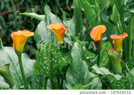beautiful red calla flower close-up on a green natural background beautiful red calla flower close-up on a green natural background 107658510