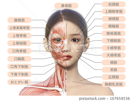 女性臉部正面特寫插圖,右半部顯示肌肉解剖結構 女性臉部正面特寫插圖,右半部顯示肌肉解剖結構 107658536