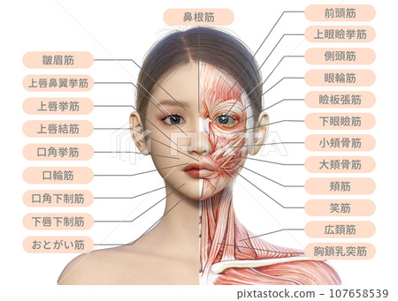 女性臉部正面特寫插圖,左半部顯示肌肉解剖結構 女性臉部正面特寫插圖,左半部顯示肌肉解剖結構 107658539