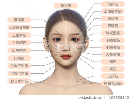 Illustration of a front close-up of a woman's face with the names of facial muscles 107658540