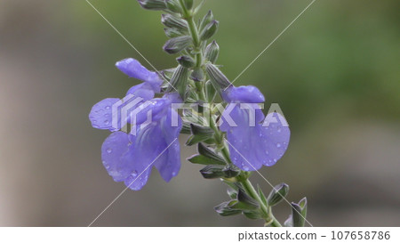 Salvia azurea flower Salvia azurea flower 107658786