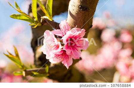 Close up of pink blossoming peach flowers 107658884
