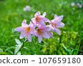 beautiful lily 107659180