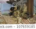 A lying cat 107659185