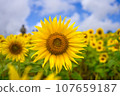 Yellow sunflower 107659187