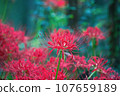 cluster spider lilies growing in clusters 107659189