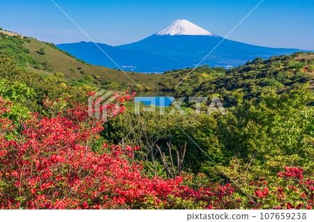 (Shizuoka Prefecture) Snow-covered Mt. Fuji seen from Mt. Gendake, Hakone, where azaleas bloom 107659238