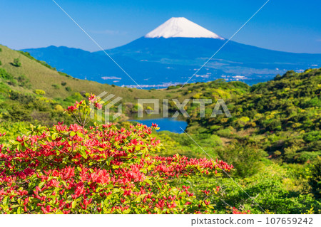 (Shizuoka Prefecture) Snow-covered Mt. Fuji seen from Mt. Gendake, Hakone, where azaleas bloom (Shizuoka Prefecture) Snow-covered Mt. Fuji seen from Mt. Gendake, Hakone, where azaleas bloom 107659242