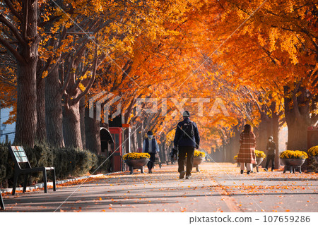 autumn ginkgo trees tunnel in the morning with yellow leaves besides Gokkyocheon Creek near Asan-si, Korea autumn ginkgo trees tunnel in the morning with yellow leaves besides Gokkyocheon Creek near Asan-si, Korea 107659286