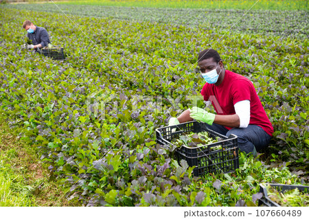 African american farmer in medical mask harvesting leaf mustard African american farmer in medical mask harvesting leaf mustard 107660489