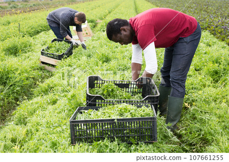 Team of workers harvests green mizuna on the field 107661255
