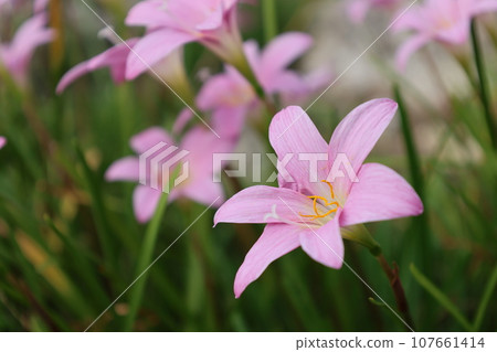 粉紅色的藏紅花花簇 107661414