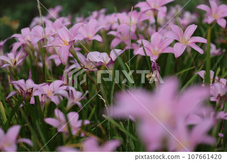 粉紅色的藏紅花花簇 107661420