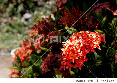 紅色桑丹卡花 107661536