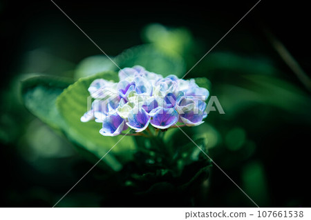 閃耀著淡藍色光芒的繡球花 107661538