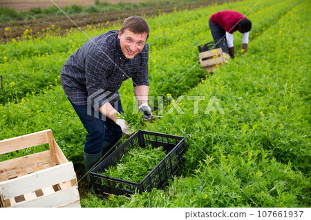 Confident worker harvesting green mizuna (Brassica rapa nipposinica laciniata) 107661937