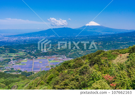 (Shizuoka Prefecture) Snow-capped Mt. Fuji seen from the Izu Skyline, with beautiful fresh greenery and azaleas 107662163