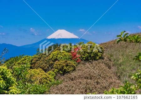 (Shizuoka Prefecture) Snow-capped Mt. Fuji seen from the Izu Skyline, with beautiful fresh greenery and azaleas 107662165