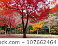 紅星 107662464