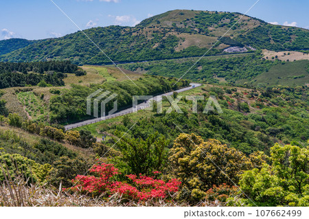 （靜岡縣）充滿新綠和杜鵑花的伊豆天際線道路 107662499