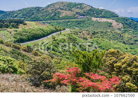 （靜岡縣）充滿新綠和杜鵑花的伊豆天際線道路 107662500