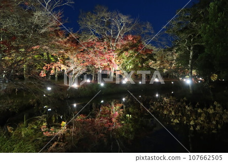 京都嵐山大覺寺 秋葉夜間照明 秋葉倒映在水面上 京都嵐山大覺寺 秋葉夜間照明 秋葉倒映在水面上 107662505