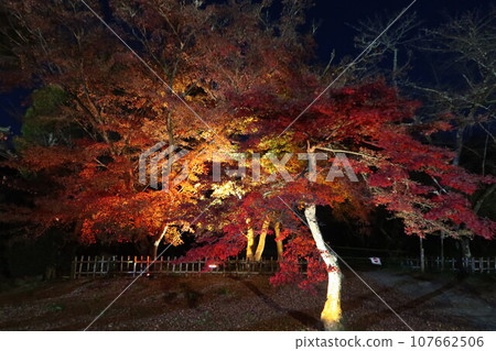 京都嵐山大覺寺 秋葉夜間彩燈 紅楓 107662506