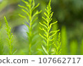 green landscape 107662717