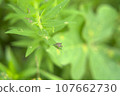 stink bug riding on a leaf 107662730