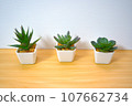 small some green interior 107662734