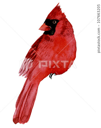 watercolor drawing. red bird cardinal. winter bird isolated on white background, clipart. symbol of christmas, new year 107663205