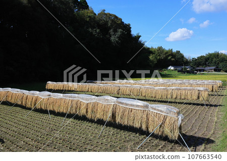 Kakeboshi, autumn tradition, rural scenery 107663540