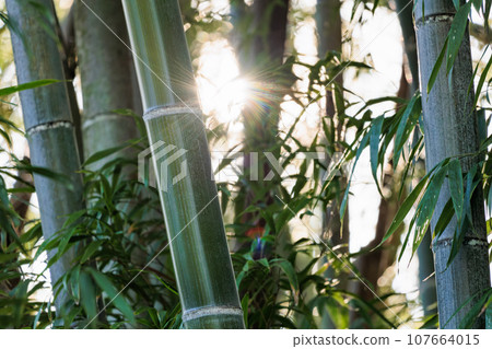 Bamboo grove Bamboo grove 107664015