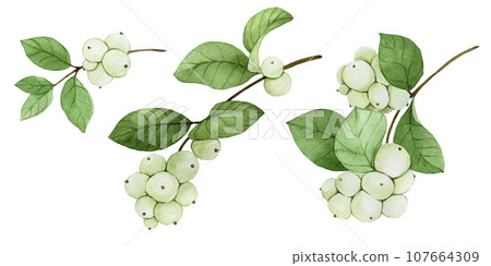 watercolor drawing set plant snowberry. branches leaves and berries snow berry isolated on white background. christmas plant watercolor drawing set plant snowberry. branches leaves and berries snow berry isolated on white background. christmas plant 107664309