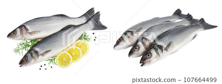 Sea bass fich isolated on white background . Top view. Flat lay Sea bass fich isolated on white background . Top view. Flat lay 107664499