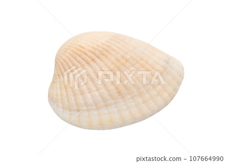Seashell isolated on a white background. Seashell isolated on a white background. 107664990