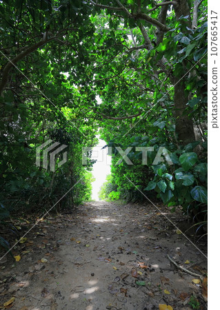 Sea of Ishigaki Island, Okinawa, Hirakubo Beach/Ishigaki City, Okinawa Prefecture 107665417