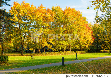 Autumn landscape of city park, beautiful view of mottled leaves. Autumn landscape of city park, beautiful view of mottled leaves. 107665907