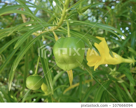It's not a green pepper 107666094