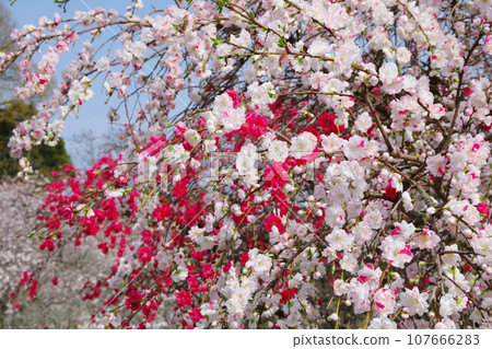 Genpei peach Hanamomo Genpei peach Hanamomo 107666283