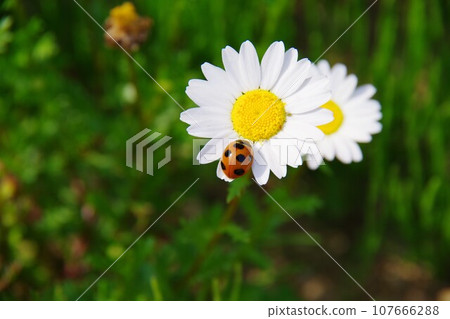 North pole and ladybug North pole and ladybug 107666288