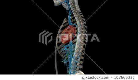 The function of the thoracic duct is to transport lymph back into the circulatory system. 107666335
