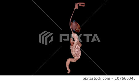 Organs with Secondary Endocrine Functions Organs with Secondary Endocrine Functions 107666343