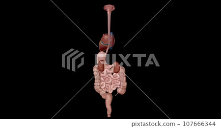 Organs with Secondary Endocrine Functions Organs with Secondary Endocrine Functions 107666344