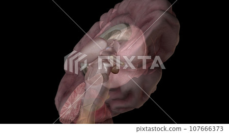 Pituitary gland is a small, pea sized gland located at the base Pituitary gland is a small, pea sized gland located at the base 107666373