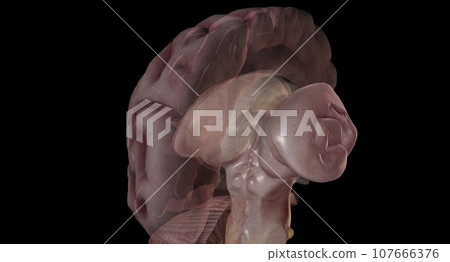 The pineal gland, conarium, or epiphysis cerebri, is a small end 107666376